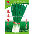 High Yield Hybrid F1 Chinese Chives Seeds Leek Seeds For Growing-Leek Fairy F1